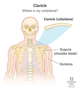 16877 clavicle