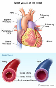 17057 great vessels of the heart.ashx