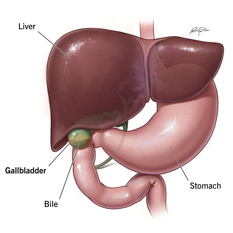 21690 gallbladder