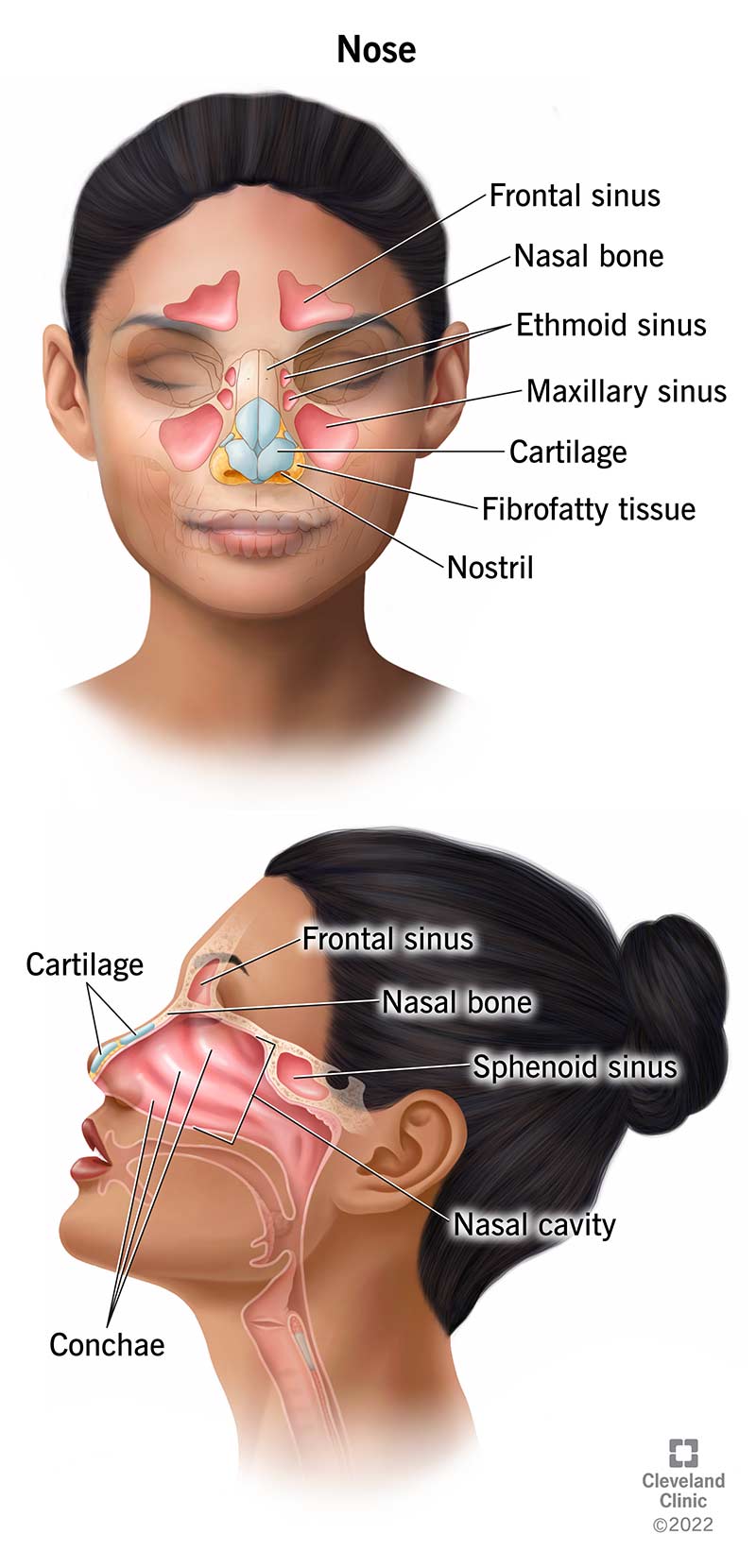 Diagrama rodo žmogaus nosies anatomiją iš priekio ir šono.