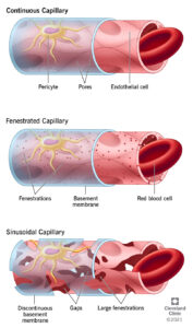 21788 continuous capillary illustration