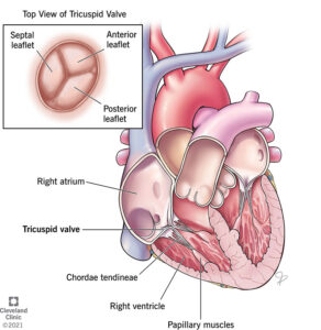 21851 tricuspid valve illustration