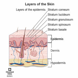 21901 epidermis