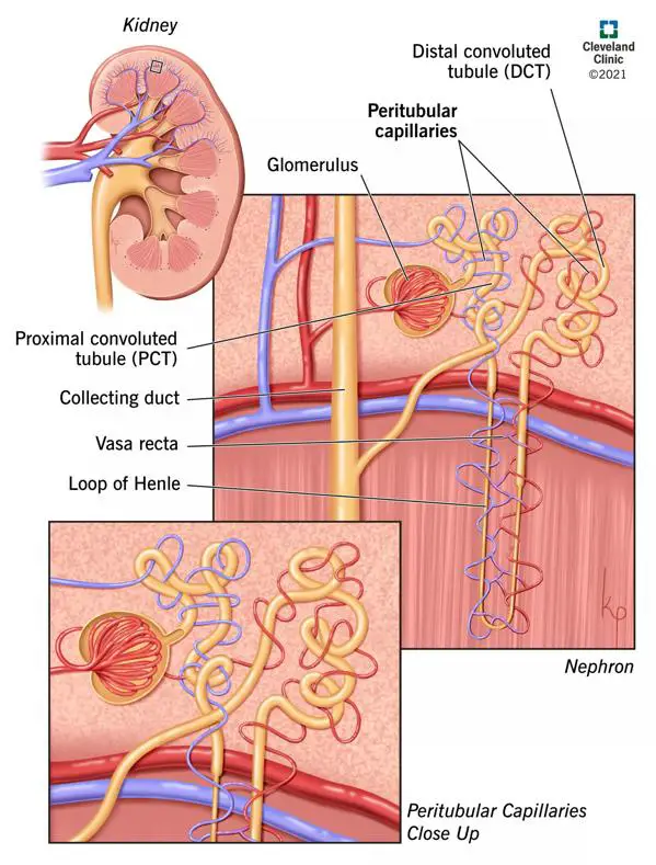 21914 peritubular capillaries