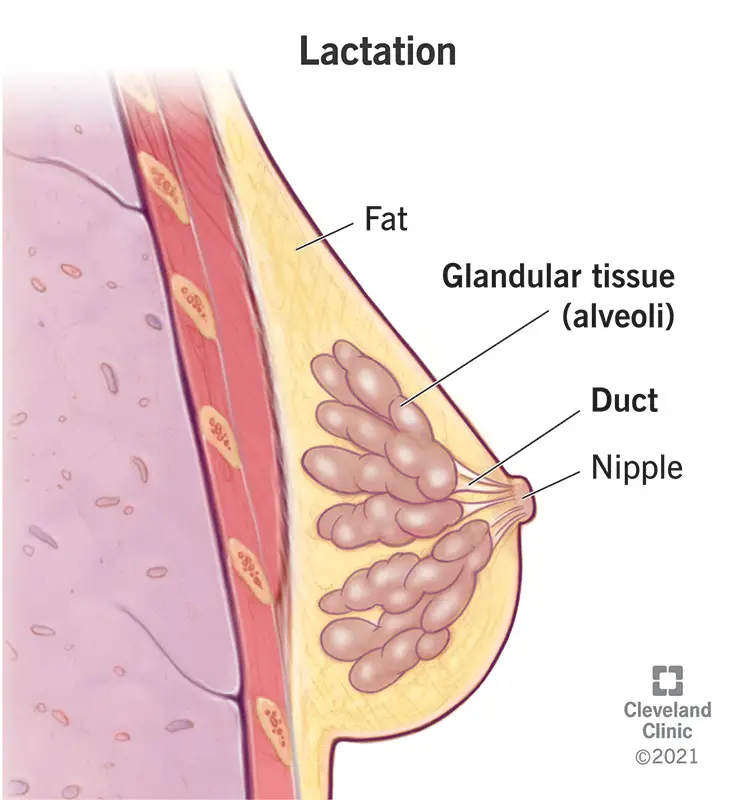 22201 lactation