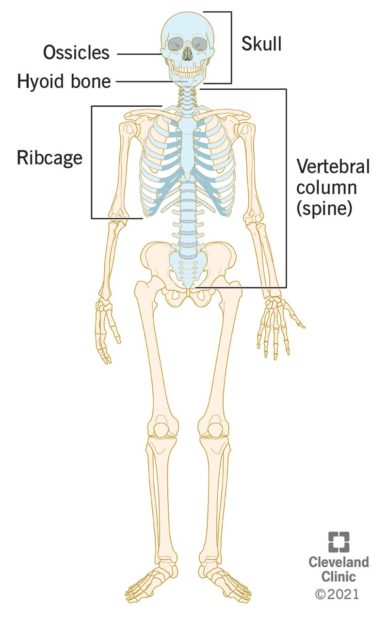 Jūsų ašinis skeletas sudarytas iš galvos, kaklo, nugaros ir krūtinės kaulų.