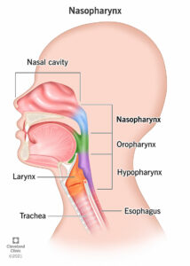 22376 nasopharynx