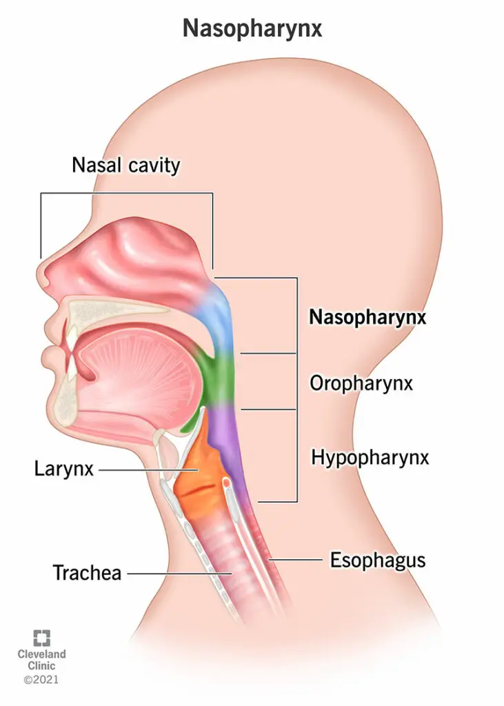 22376 nasopharynx