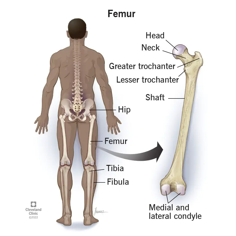 22503 femur