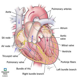 22562 electrical conduction system of the heart