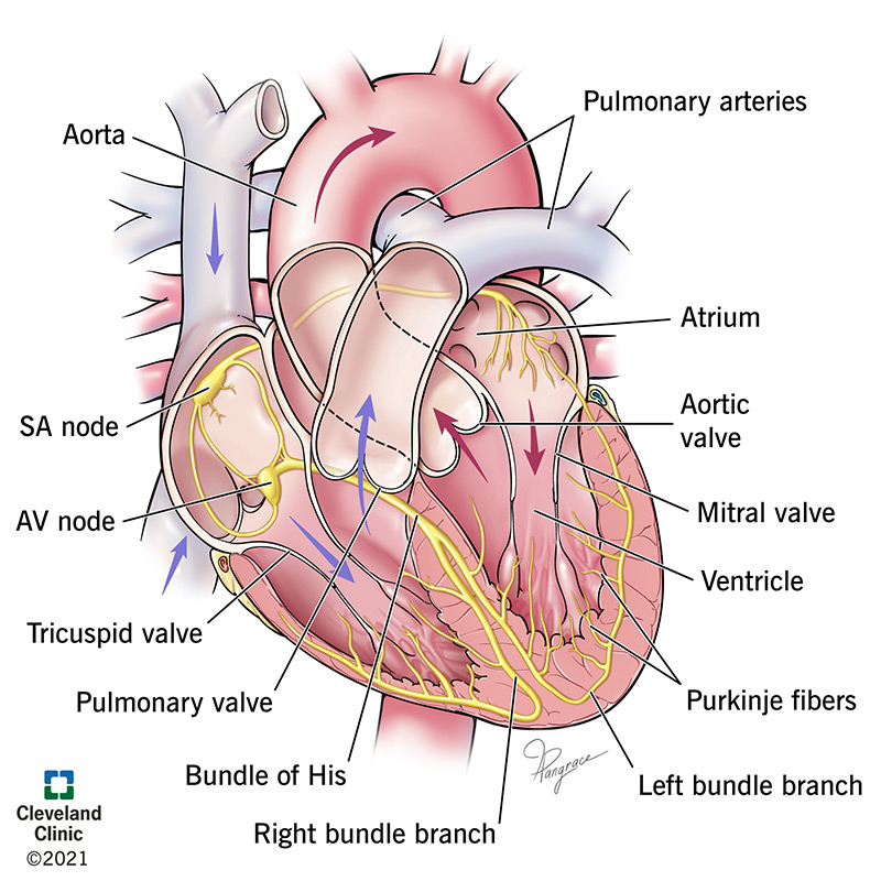 22562 electrical conduction system of the heart