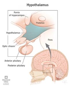 22566 hypothalamus