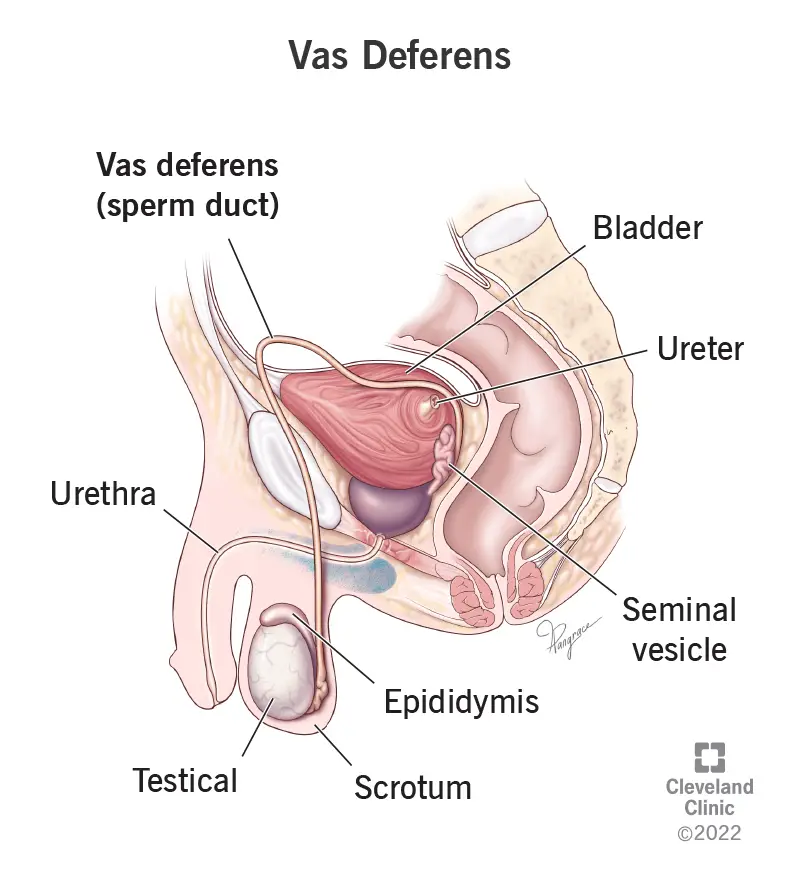 22763 vas deferens