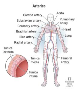 22896 arteries