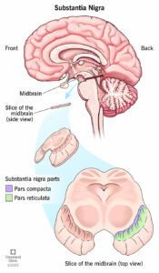 23010 substantia nigra