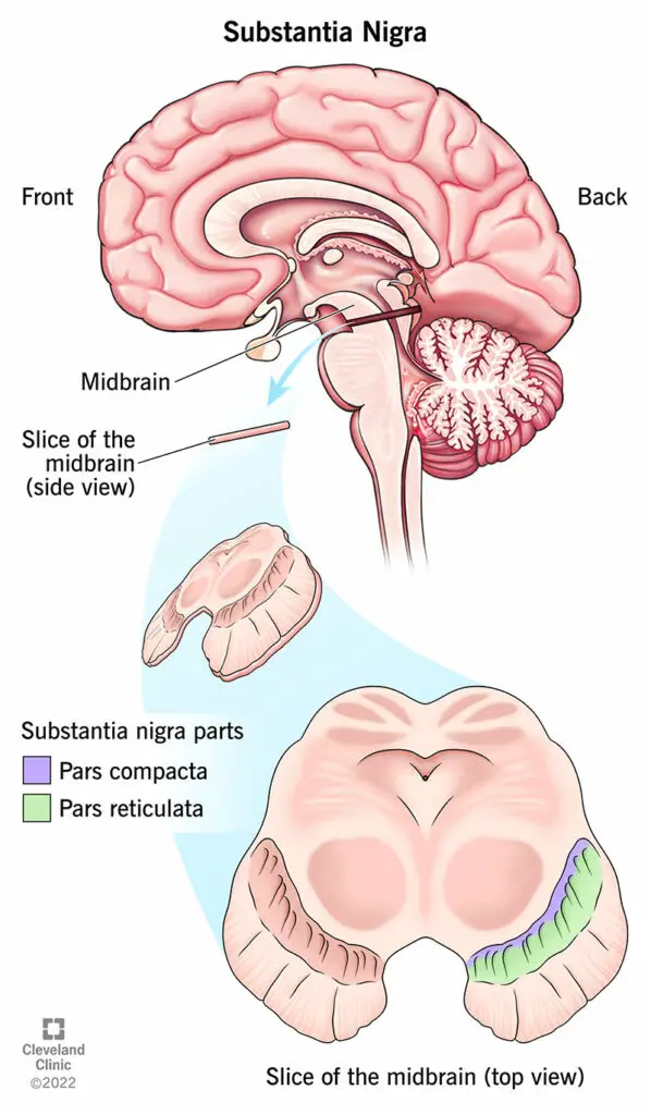 23010 substantia nigra