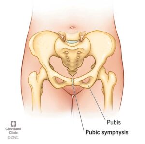 23025 pubic symphysis