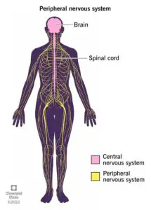 23123 peripheral nervous system