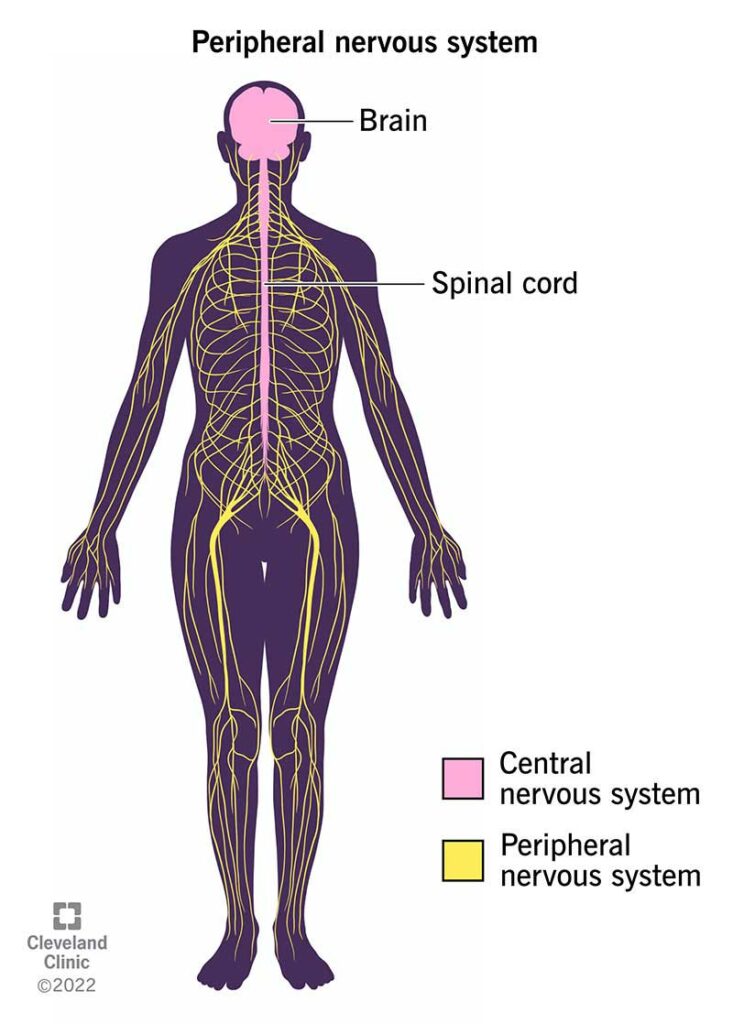 23123 peripheral nervous system