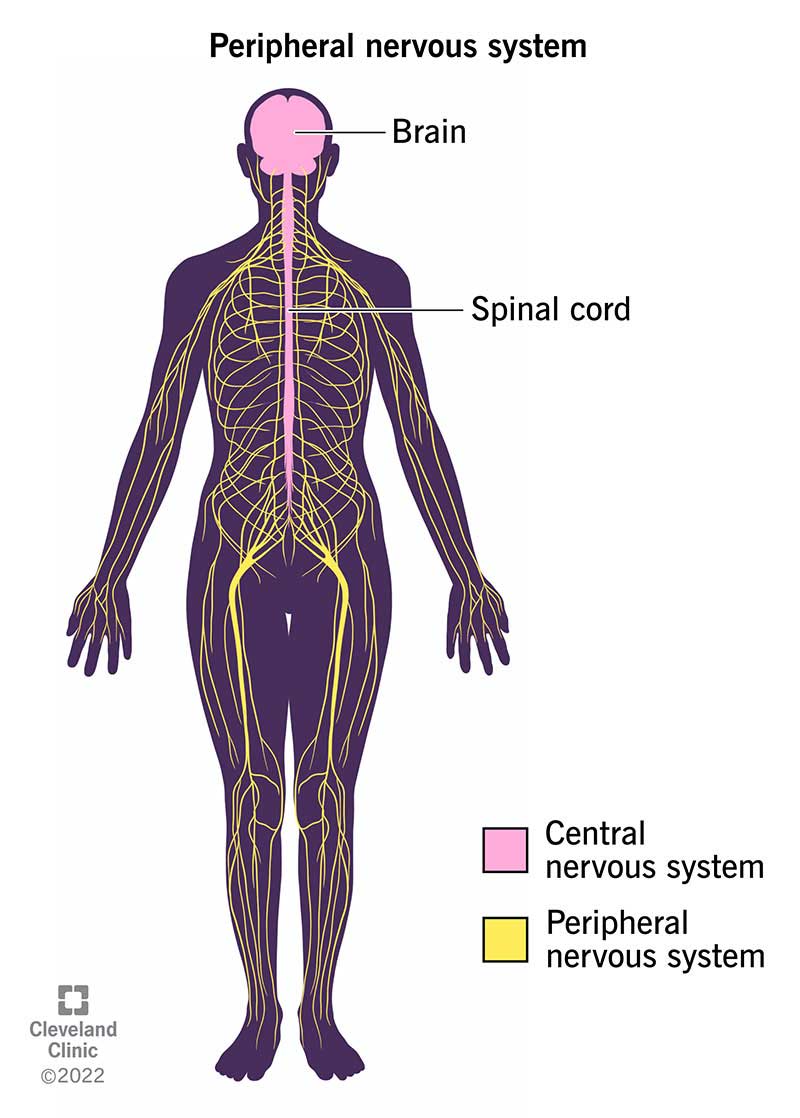 Periferinė nervų sistema išsišakoja iš nugaros smegenų ir smegenų, kad pasiektų visas jūsų kūno dalis.