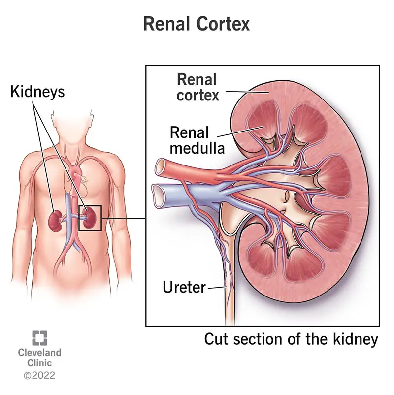 23127 renal