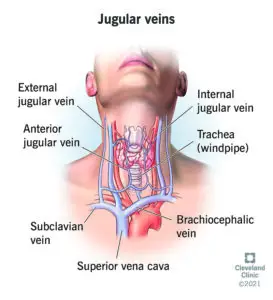 23148 jugular vein 2