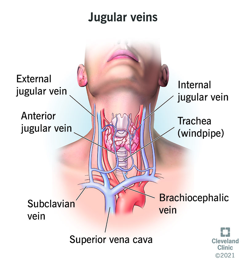 23148 jugular vein 2