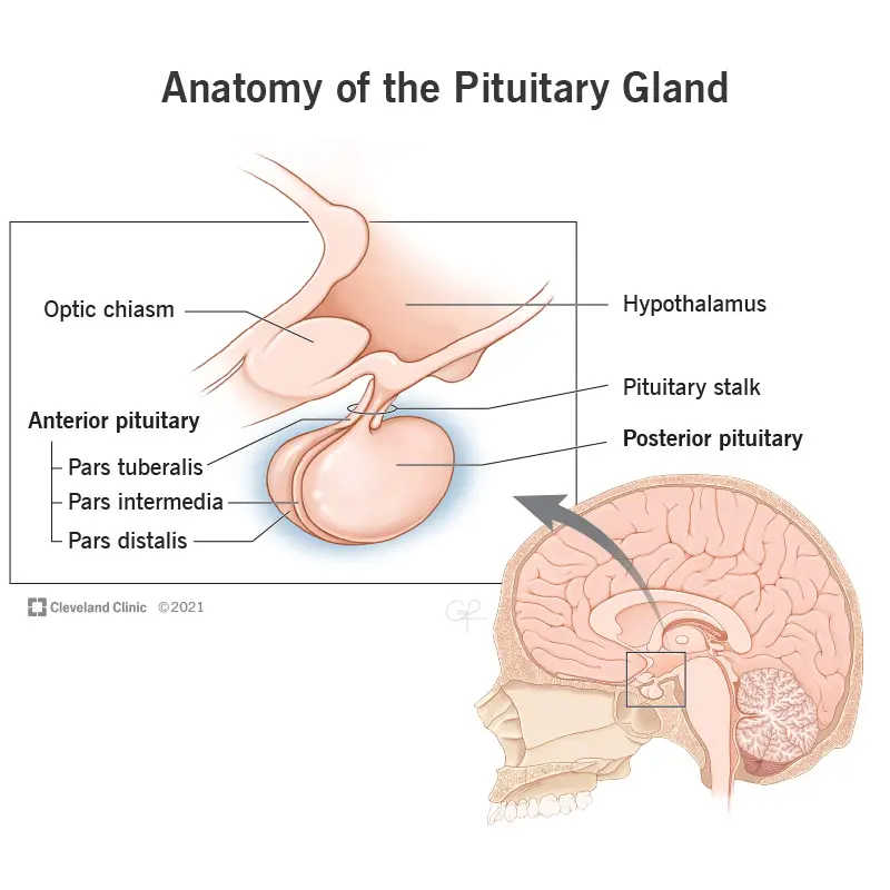 23150 posterior pituitary final