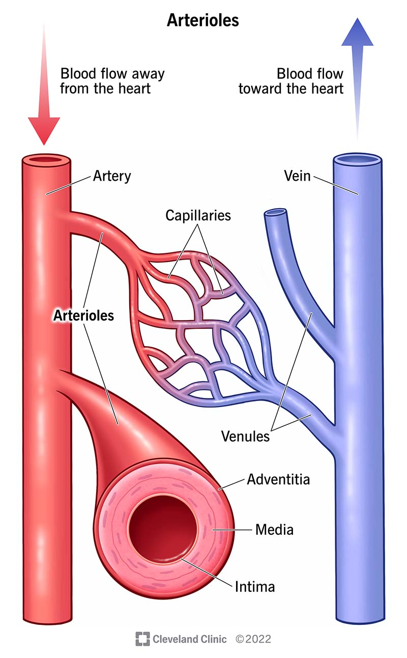 Arteriolės yra mažos arterijos šakos, vedančios į kapiliarus.