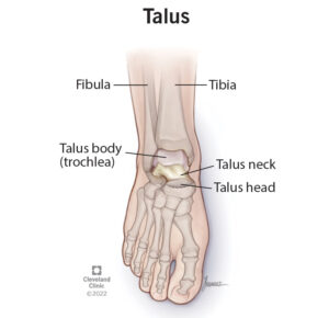 23416 talus bone