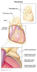 23561 pericardium