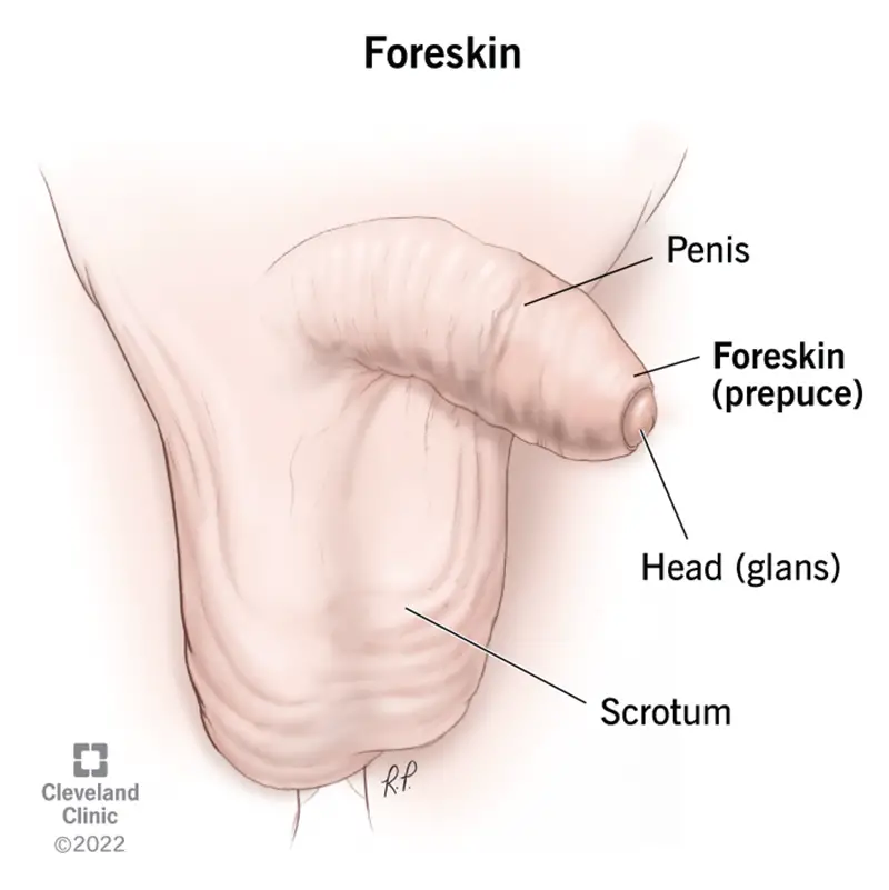 23715 foreskin