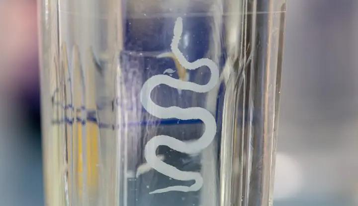 23950 tapeworm