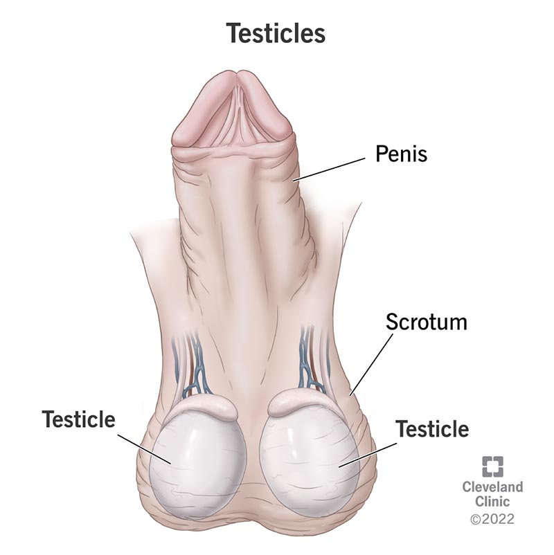 23964 testicles