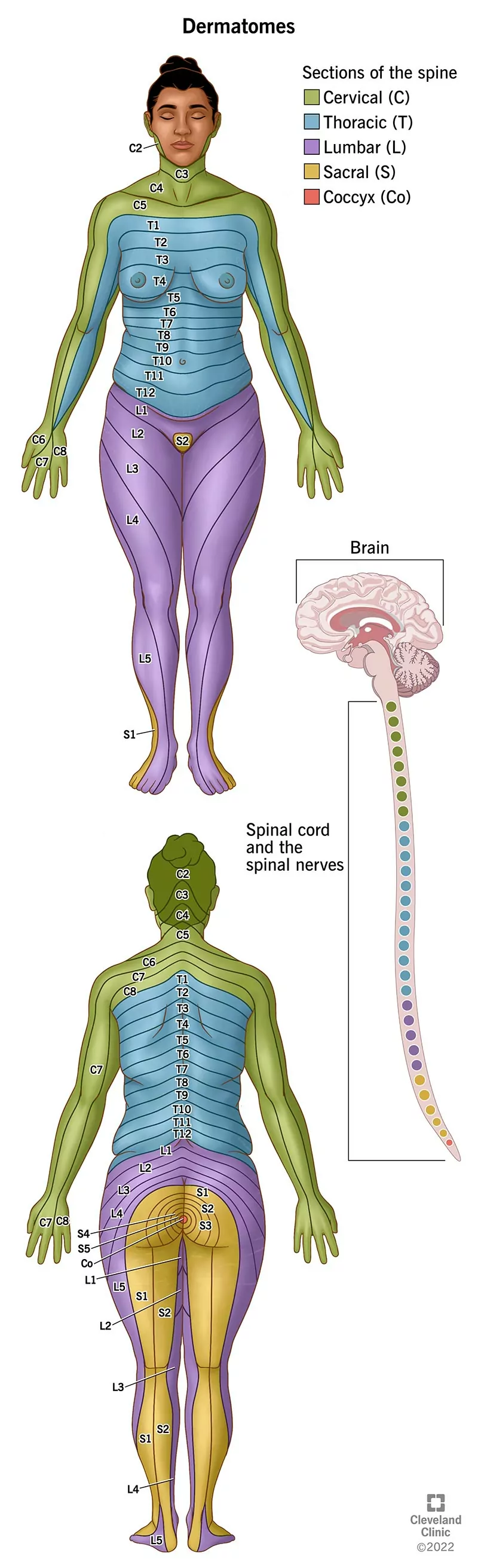 Jūsų odos dermatomos gali būti žemėlapis, suteikiantis užuominų apie nugaros smegenų ir stuburo nervų traumų vietą.