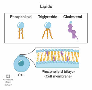 24425 lipids