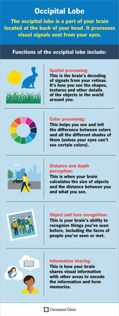 24498 occipital lobe