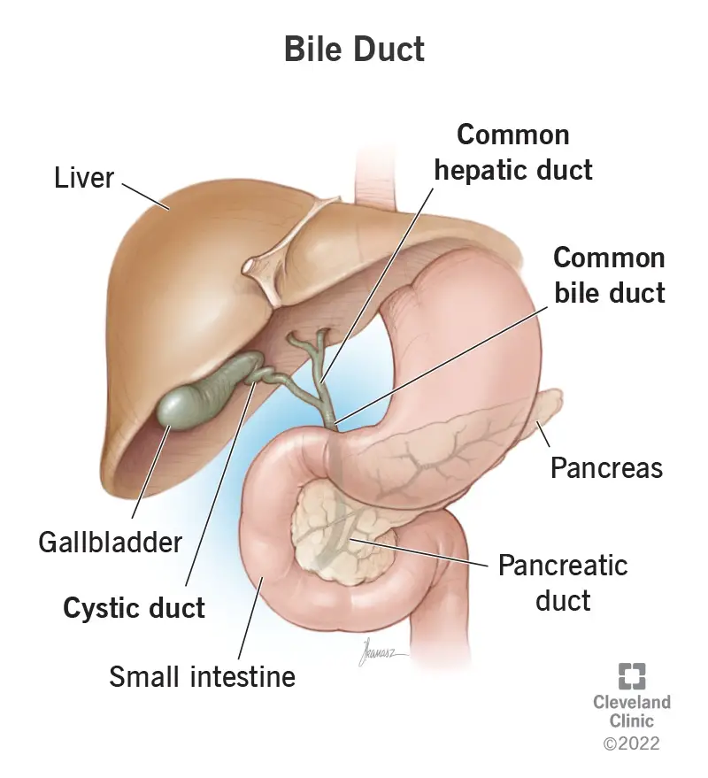 24523 bile duct