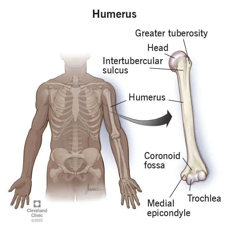 24612 humerus