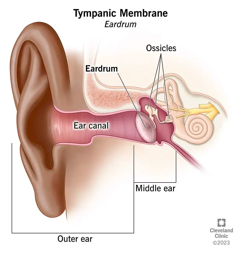 24642 tympanic membrane