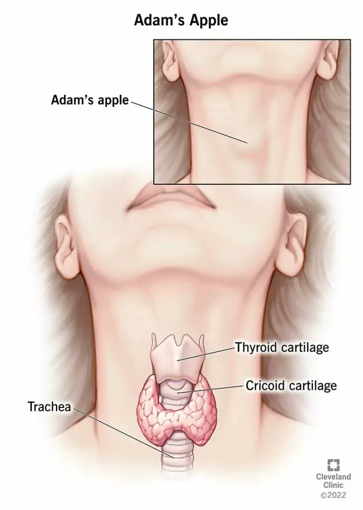 24656 adams apple