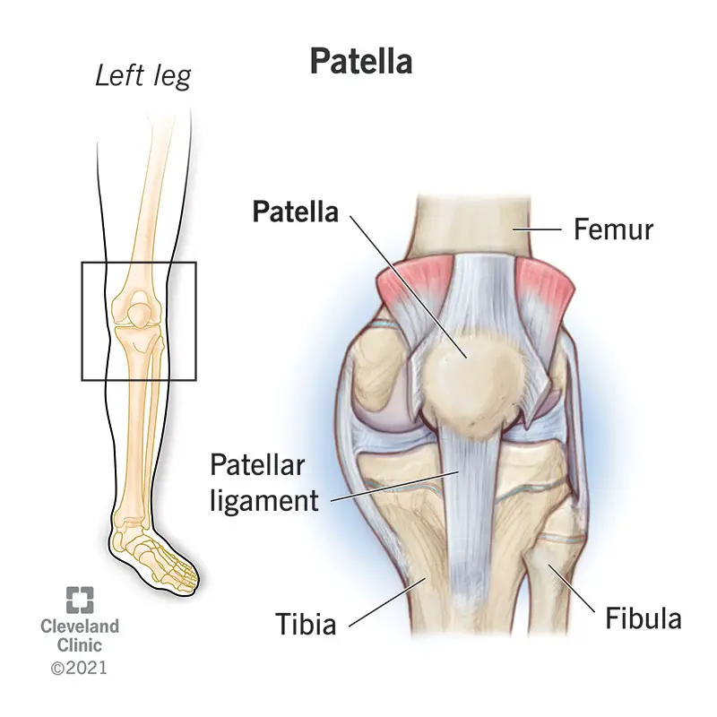 25038 patella