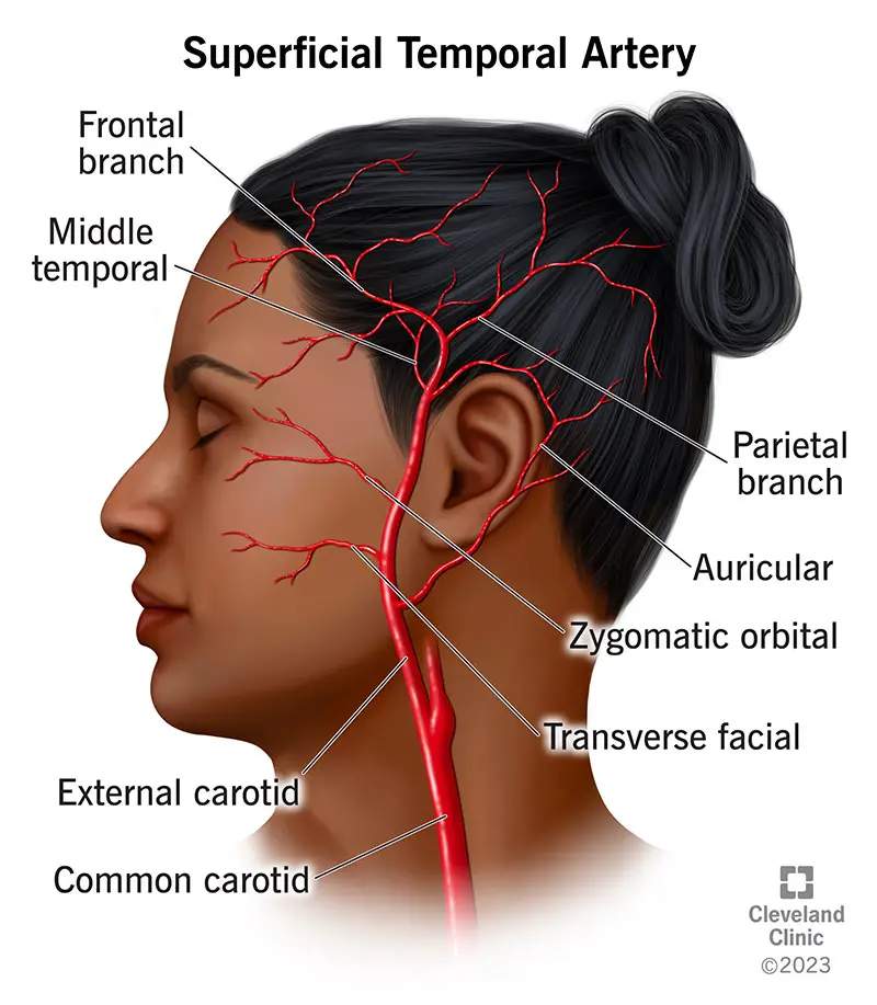 25042 superficial temporal artery illustration