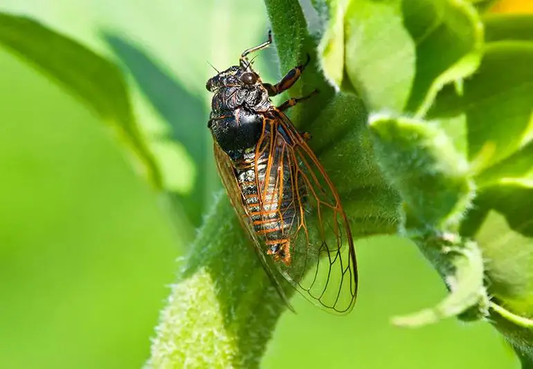 EatingCicadas 1130647357 770x533 1 jpg