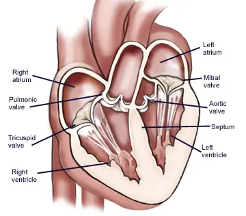 heart blood vessels valves