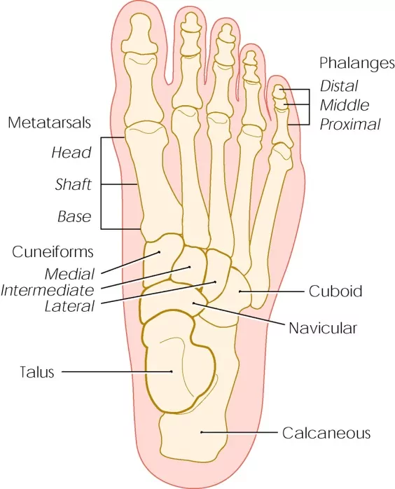 15841 stress fractures