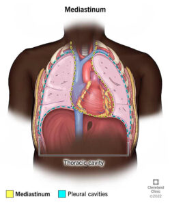 24113 mediastinum illustration.ashx