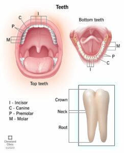 24655 teeth