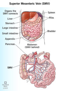 25169 superior mesenteric vein