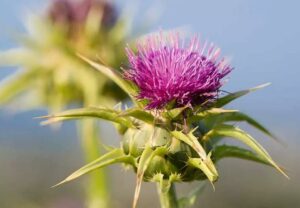 Milk Thistle 471073841 770x533 1 jpg